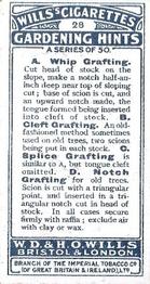 1923 Wills's Gardening Hints #28 A. Whip Grafting. B. Cleft Grafting. C. Splice Grafting. D. Notch grafting Back