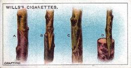 1923 Wills's Gardening Hints #28 A. Whip Grafting. B. Cleft Grafting. C. Splice Grafting. D. Notch grafting Front
