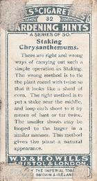 1923 Wills's Gardening Hints #32 Staking Chrysanthemums Back