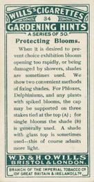 1923 Wills's Gardening Hints #34 Protecting Blooms Back