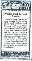 1923 Wills's Gardening Hints #43 Pruning Black Currant Bushes Back