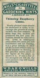 1923 Wills's Gardening Hints #50 Thinning Raspberry Canes Back