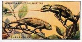 1924 Lambert & Butler Wonders of Nature #9 Chameleons Front