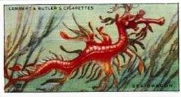 1924 Lambert & Butler Wonders of Nature #11 Sea-Dragon Front