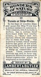 1924 Lambert & Butler Wonders of Nature #22 Teredo or Ship-Worm Back