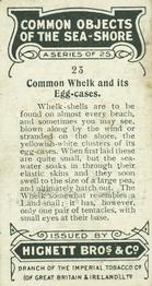 1924 Hignett's Common Objects of the Sea-shore #23 Common Whelk and its Egg-cases Back