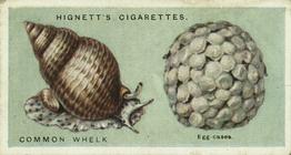 1924 Hignett's Common Objects of the Sea-shore #23 Common Whelk and its Egg-cases Front