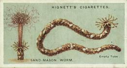 1924 Hignett's Common Objects of the Sea-shore #24 Sand-mason Worm or Terebella Front