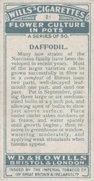 1925 Wills's Flower Culture in Pots #21 Daffodil Back