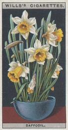 1925 Wills's Flower Culture in Pots #21 Daffodil Front