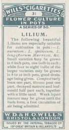 1925 Wills's Flower Culture in Pots #31 Lilium Back