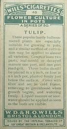 1925 Wills's Flower Culture in Pots #49 Tulip Back
