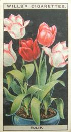 1925 Wills's Flower Culture in Pots #49 Tulip Front