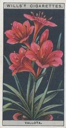 1925 Wills's Flower Culture in Pots #50 Vallota or Scarborough Lily Front