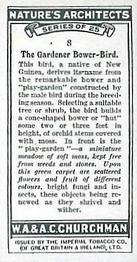 1930 Churchman's Nature's Architects #8 The Gardener Bower-Bird Back