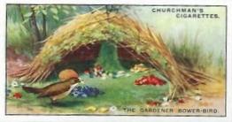1930 Churchman's Nature's Architects #8 The Gardener Bower-Bird Front