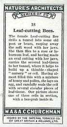 1930 Churchman's Nature's Architects #18 Leaf-cutting Bees Back