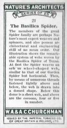 1930 Churchman's Nature's Architects #21 The Basilica Spider Back