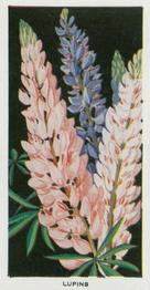 1936 Carreras Flowers #6 Lupins Front