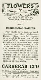 1936 Carreras Flowers #7 Michaelmas Daisies Back