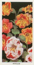 1936 Carreras Flowers #9 Mimulus Front