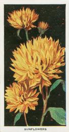1936 Carreras Flowers #10 Helianthus (Sunflowers) Front