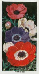 1936 Carreras Flowers #11 Anemones Front