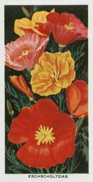 1936 Carreras Flowers #12 Eschscholtzias Front