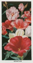 1936 Carreras Flowers #13 Godetias Front