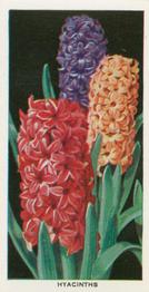 1936 Carreras Flowers #16 Hyacinths Front