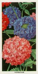 1936 Carreras Flowers #17 Verbenas Front
