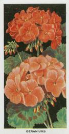 1936 Carreras Flowers #18 Geraniums Front