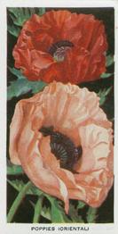 1936 Carreras Flowers #19 Poppies (Oriental) Front