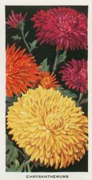 1936 Carreras Flowers #20 Chrysanthemums Front