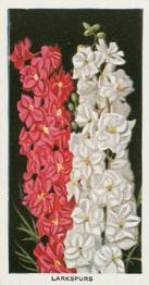 1936 Carreras Flowers #24 Larkspurs Front