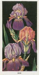 1936 Carreras Flowers #28 Iris Front