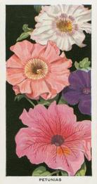 1936 Carreras Flowers #29 Petunias Front