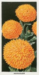 1936 Carreras Flowers #31 Marigolds Front