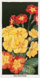 1936 Carreras Flowers #32 Polyanthus Front