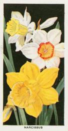 1936 Carreras Flowers #34 Narcissus Front