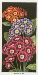1936 Carreras Flowers #38 Auriculas Front