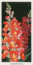 1936 Carreras Flowers #39 Antirrhinums Front