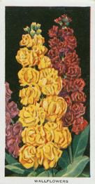1936 Carreras Flowers #40 Wallflowers Front