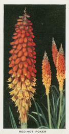1936 Carreras Flowers #48 Red-Hot Poker Front