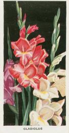 1936 Carreras Flowers #49 Gladiolus Front
