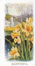 1936 Abdulla & Co. Old Favourites #7 Daffodil Front