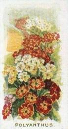 1936 Abdulla & Co. Old Favourites #18 Polyanthus Front