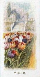 1936 Abdulla & Co. Old Favourites #24 Tulip Front