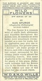 1937 Wills's Wild Flowers (2nd Series) #46 Sun Spurge Back
