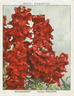 1938 Wills's Garden Flowers New Varieties #1 Antirrhinum Front